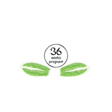 Week 36