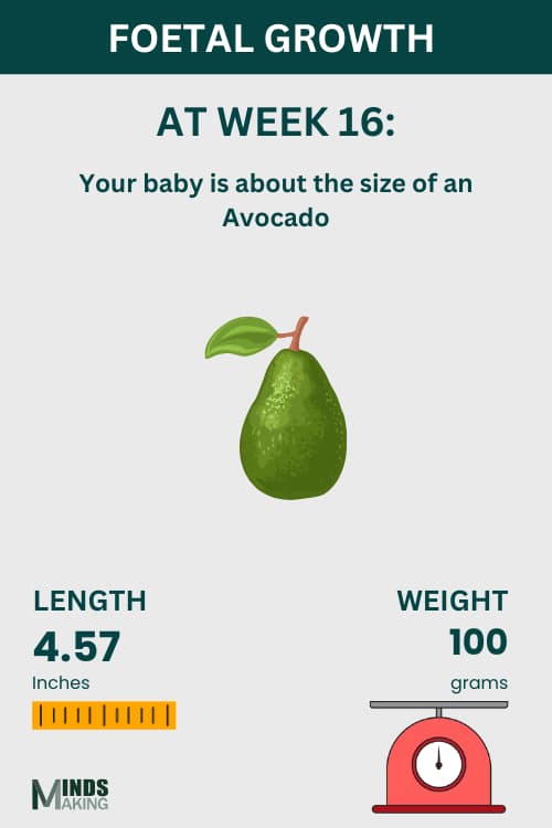 Illustration of fetal growth at Week 16, baby size like an avocado.