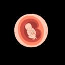 "Diagram of fetus in proper head-down position (cephalic presentation) inside the uterus before childbirth"