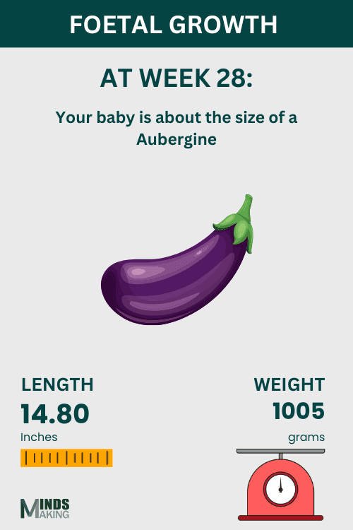 Illustration of fetal growth at Week 28, baby size like an Aubergine.