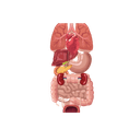 Developing organs