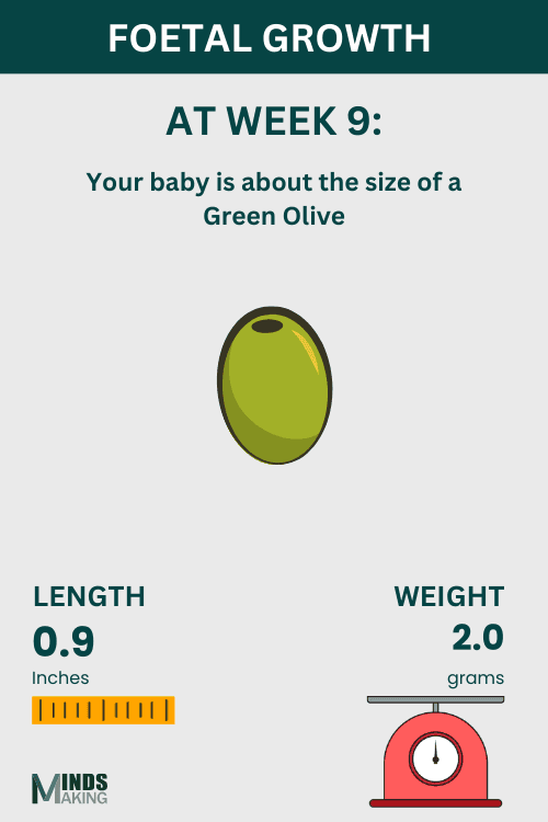 Illustration of fetal growth at Week 9, baby size like a green olive.