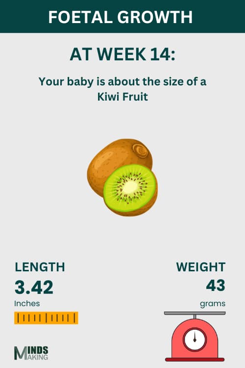 Illustration of fetal growth at Week 14, baby size like a Kiwi fruit.