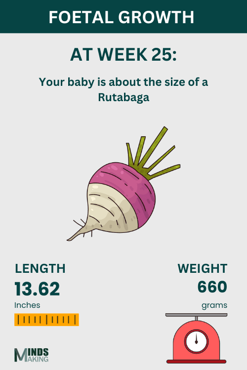 Illustration of fetal growth at Week 25, baby size like a rutabaga.