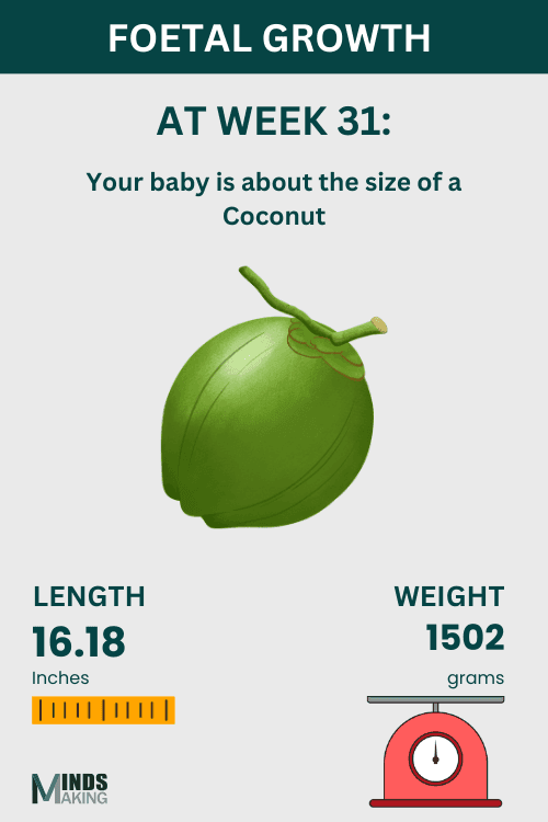 Illustration of fetal growth at Week 31, baby size like a coconut.