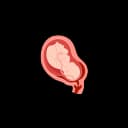 "Close-up illustration of a fetus snuggling in the womb, showing fetal development and prenatal bonding"