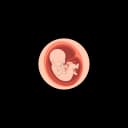 "Fetal response to light during pregnancy, an early sign of sensory development, where the baby begins to react to external light sources, typically occurring around the 26th week of gestation."