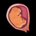 Baby ear