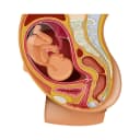 "Full-term fetus in head-down position ready for birth, depicting final stage of pregnancy and labor preparation"