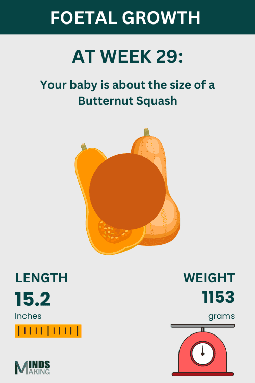 Illustration of fetal growth at Week 29, baby size like a Butternut squash.