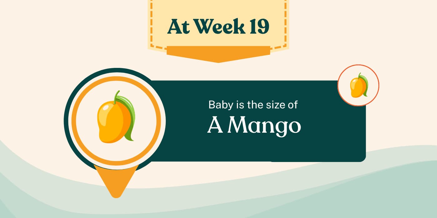 Your Pregnancy at Week 19