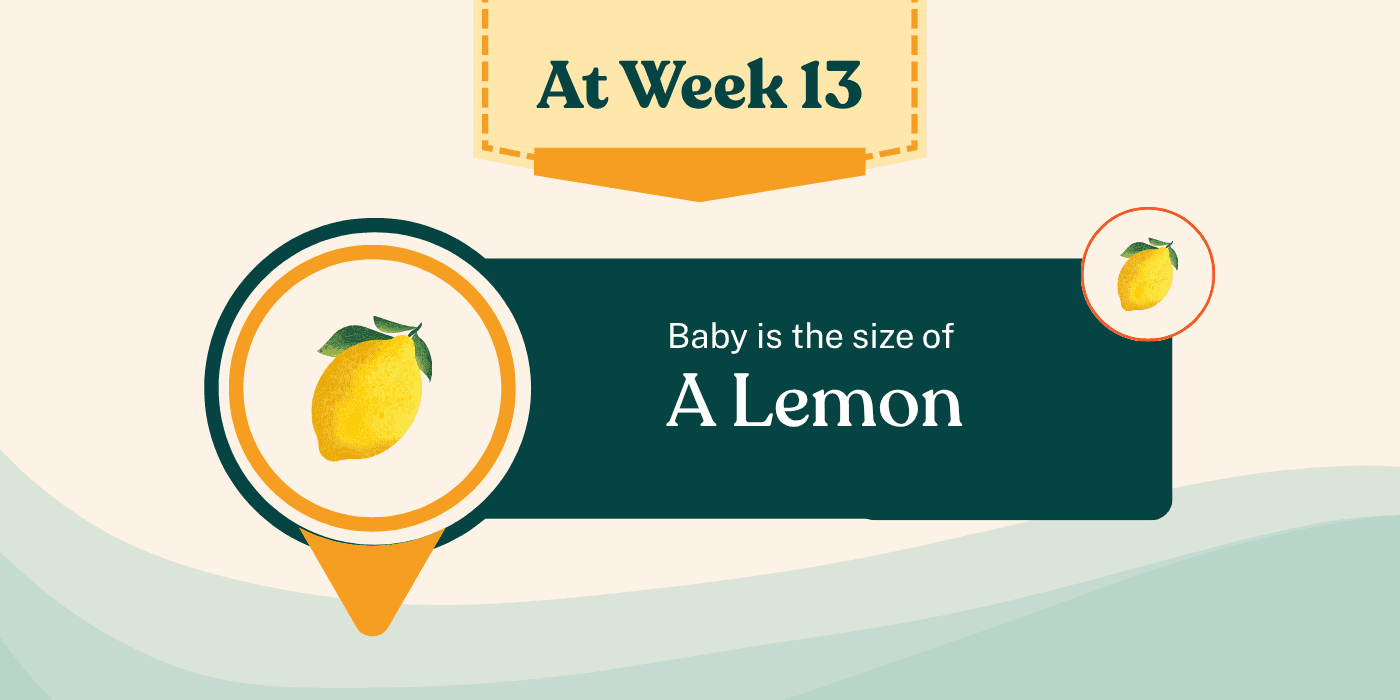 Your Pregnancy at Week 13