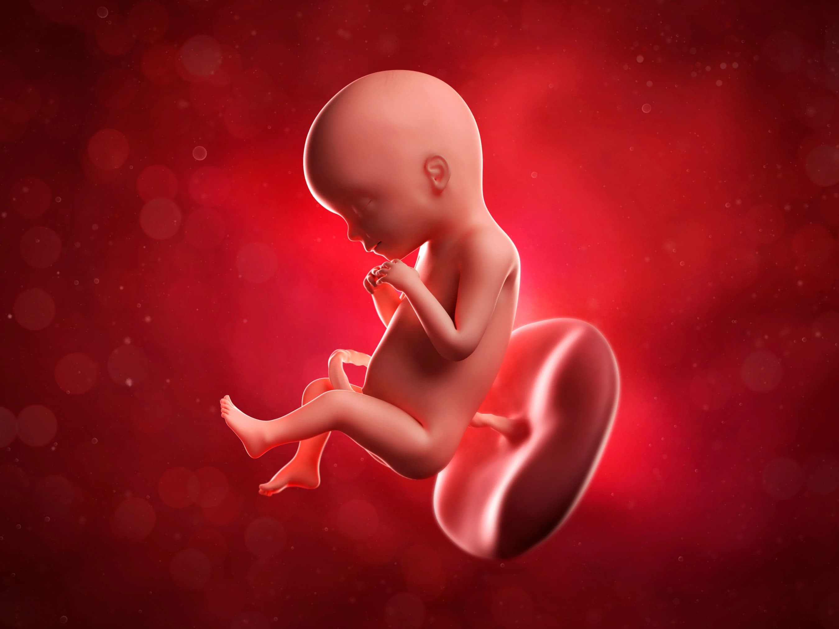 Your Pregnancy at Week 20