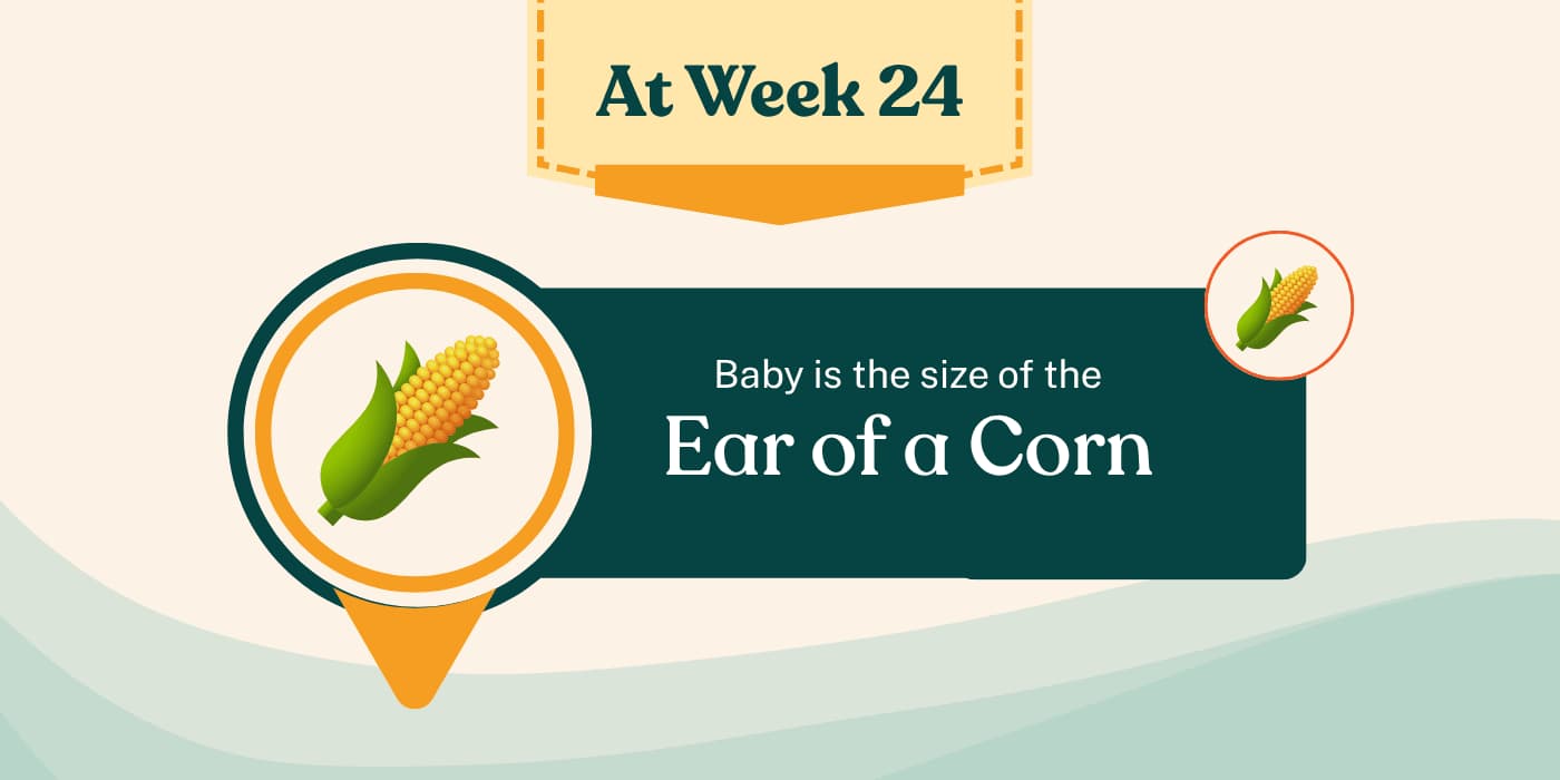 Your Pregnancy at Week 24