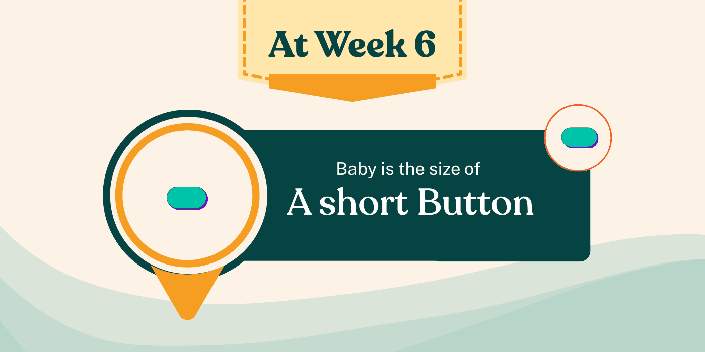 Your Pregnancy At Week 6