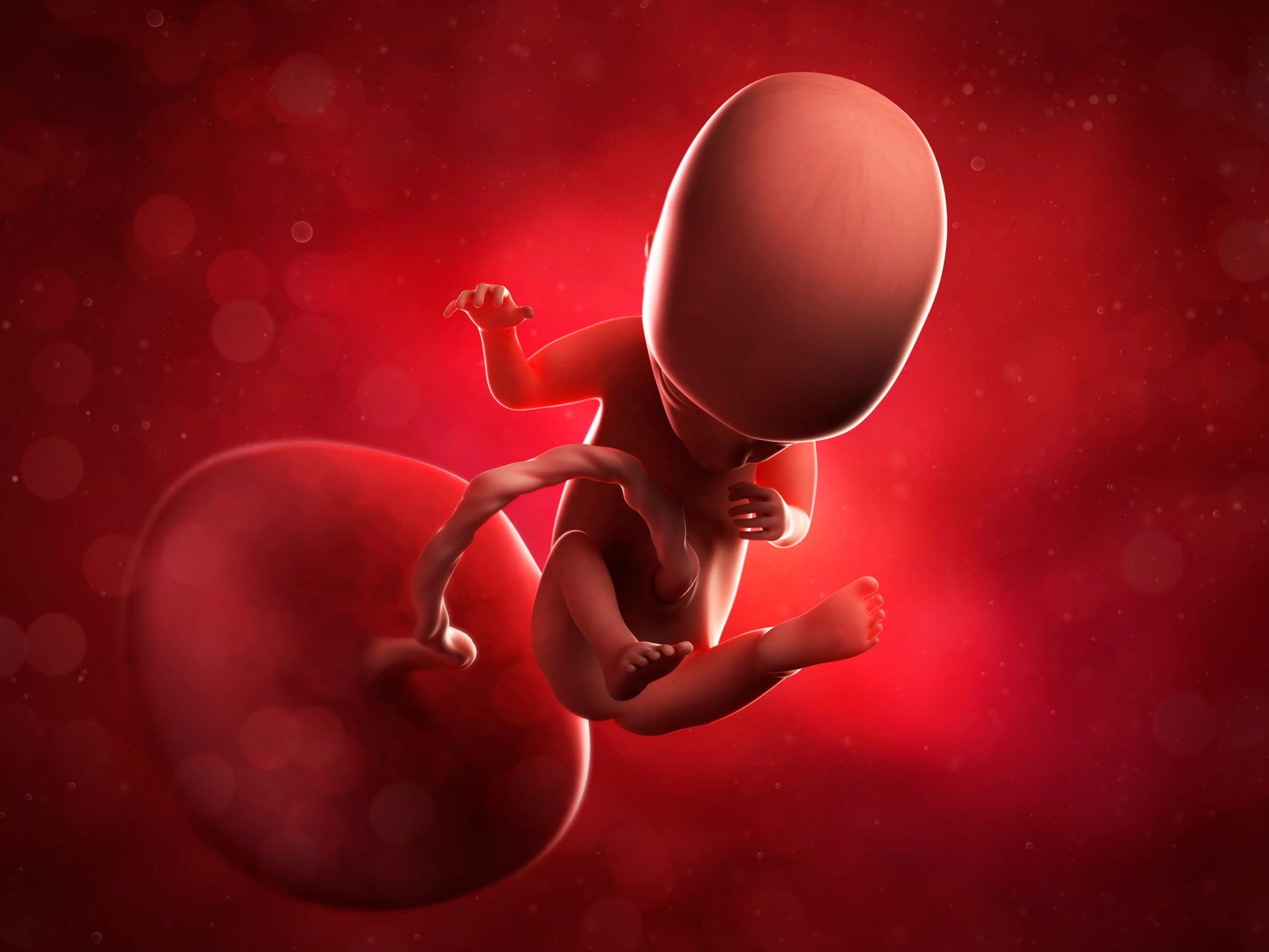 Your Pregnancy at Week 14