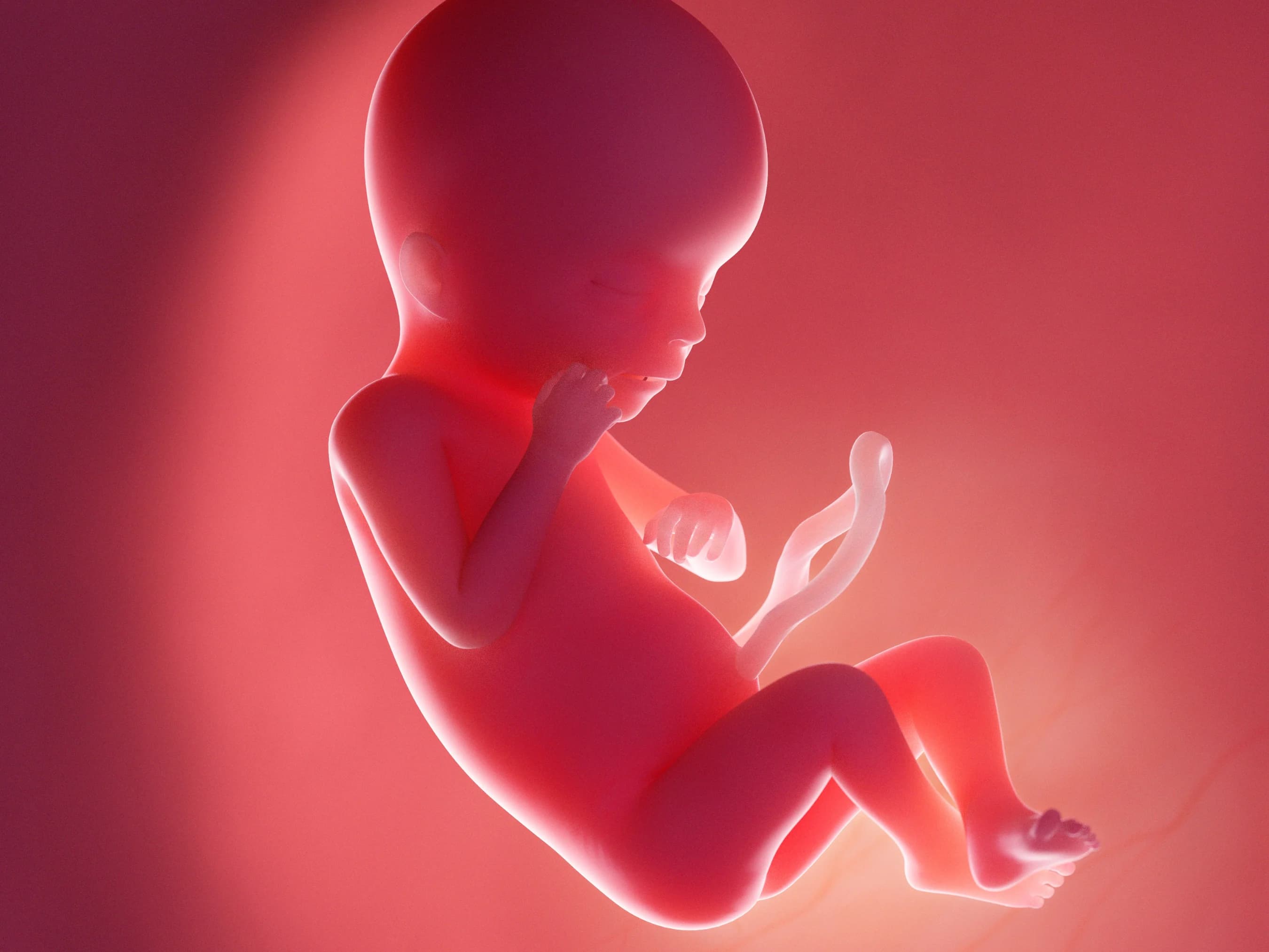 Your Pregnancy at Week 19