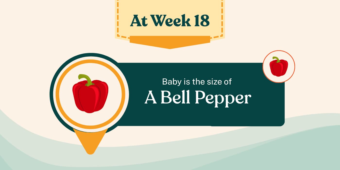 Your Pregnancy at Week 18