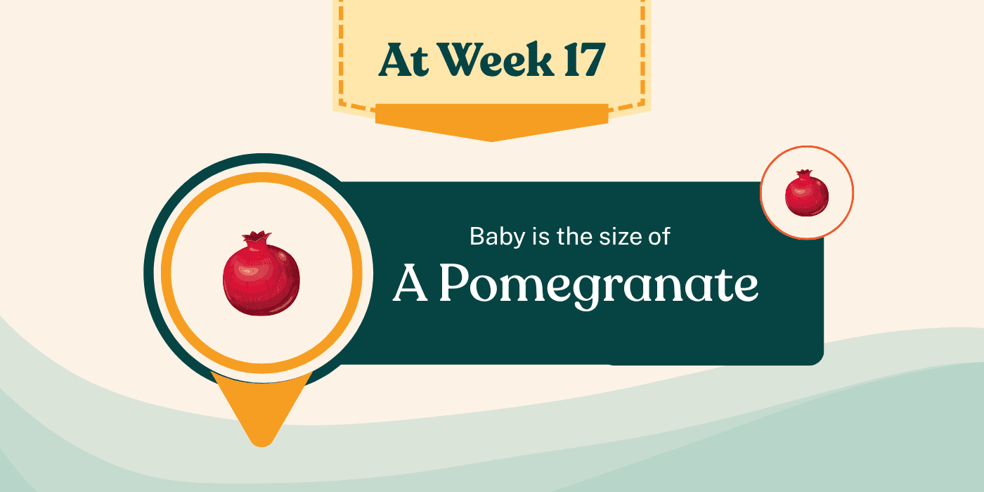 Your Pregnancy at Week 17