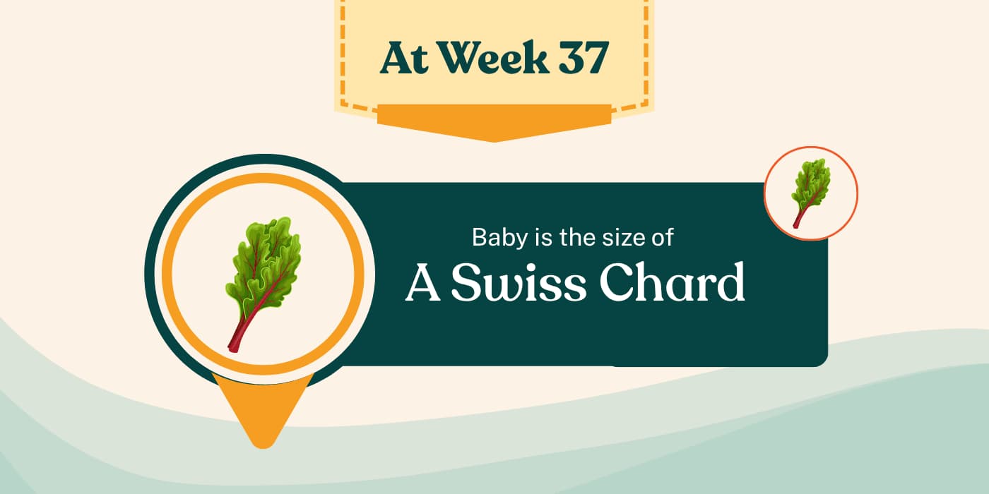Your Pregnancy at Week 37