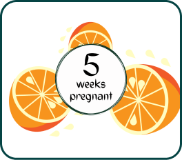 Your Pregnancy at Week-5