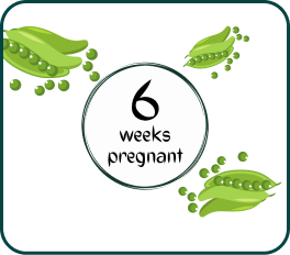 Your Pregnancy at Week-6