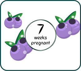 Your Pregnancy at Week-7