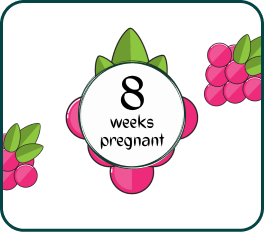 Your Pregnancy at Week-8