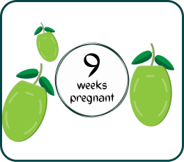 Your Pregnancy At Week-9