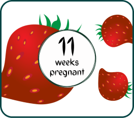 Your Pregnancy At Week 11