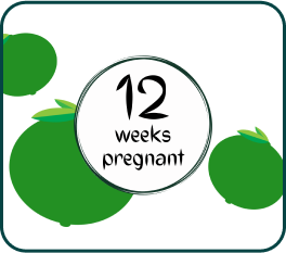 Your Pregnancy at Week-12