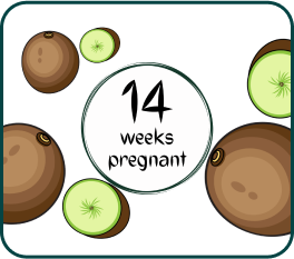 Your Pregnancy at Week-14