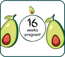 Your Pregnancy At Week-16