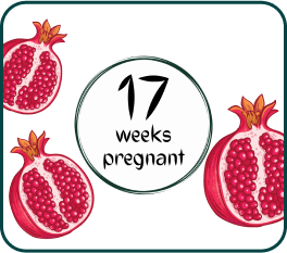 Your Pregnancy At week-17