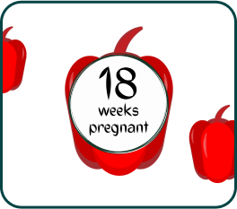 Your Pregnancy At Week-18