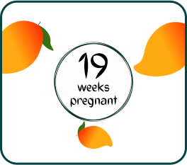 Your Pregnancy At Week-19