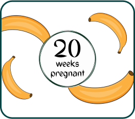 Your Pregnancy At Week-20