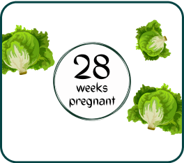 Your Pregnancy At Week-28