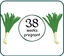 Your Pregnancy At Week-38