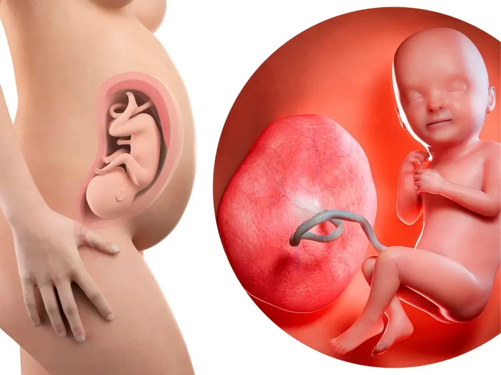 Fetal Development Milestones