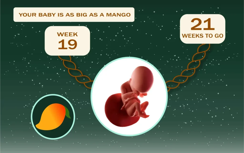 Your Pregnancy At Week-19