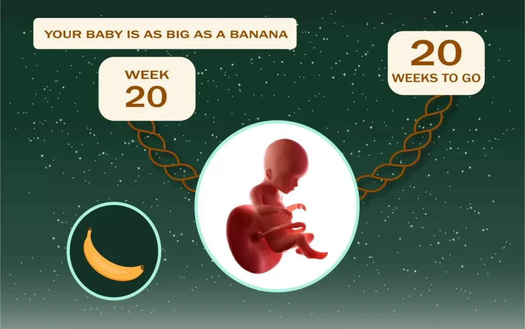 Your Pregnancy At Week-20