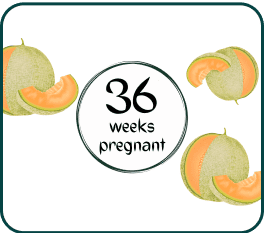 A melon displaying the text "36 weeks pregnant," symbolizing the final stages of pregnancy.