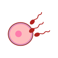 A flat-style illustration of an embryo, showcasing its distinct features and developmental stages in a simplified manner.