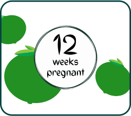 A green apple showcasing the words "12 weeks pregnant" in a visually appealing manner.