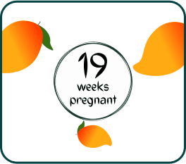 The sign for 19 weeks of pregnancy, highlighted with a circle and adorned with oranges, representing health and nourishment.