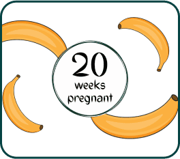 A banana representing a 20-week pregnancy, symbolizing the size of the fetus at this stage of development.