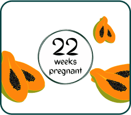 A fresh papaya illustrating the progress of pregnancy, specifically at the 22-week mark.