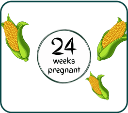 A sign indicating 24 weeks of pregnancy, featuring corn and two green leaves as decorative elements.