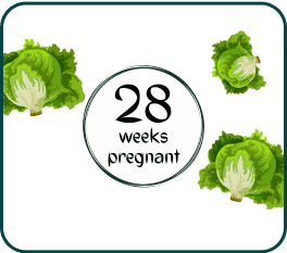 A fresh green leafy vegetable featuring the phrase "28 weeks pregnant" in a clear and bold font.